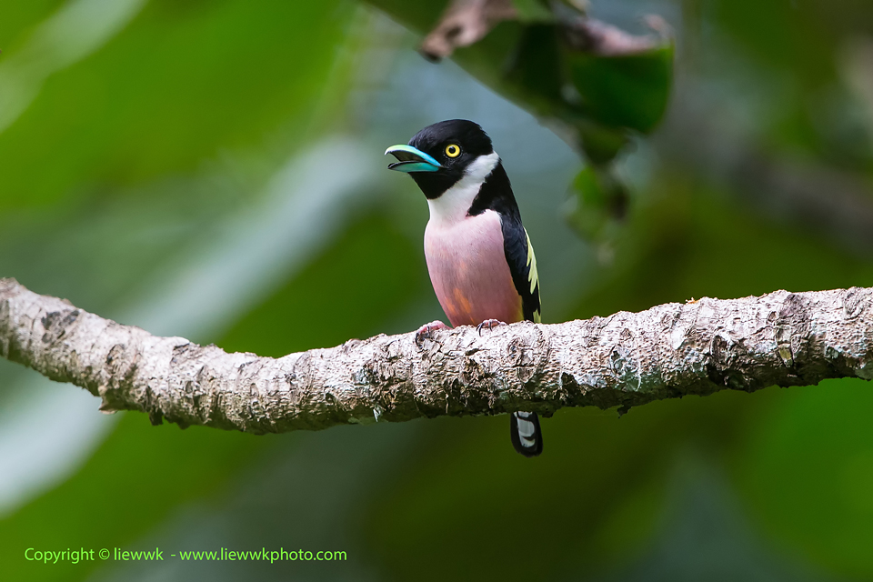 a never bore cute bird - Black and Yellow Broadbill is one of the Target and it just flew ni while we spending our good time with a fruiting tree - Black-and-yellow Broadbill 黑黄阔嘴鸟