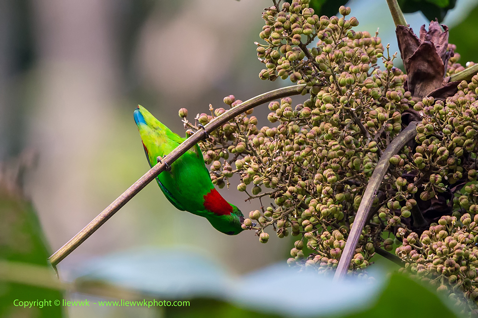 the Blue-crowned Hanging-Parrot also join the fruiting tree - Blue-crowned Hanging-Parrot 短尾鹦鹉