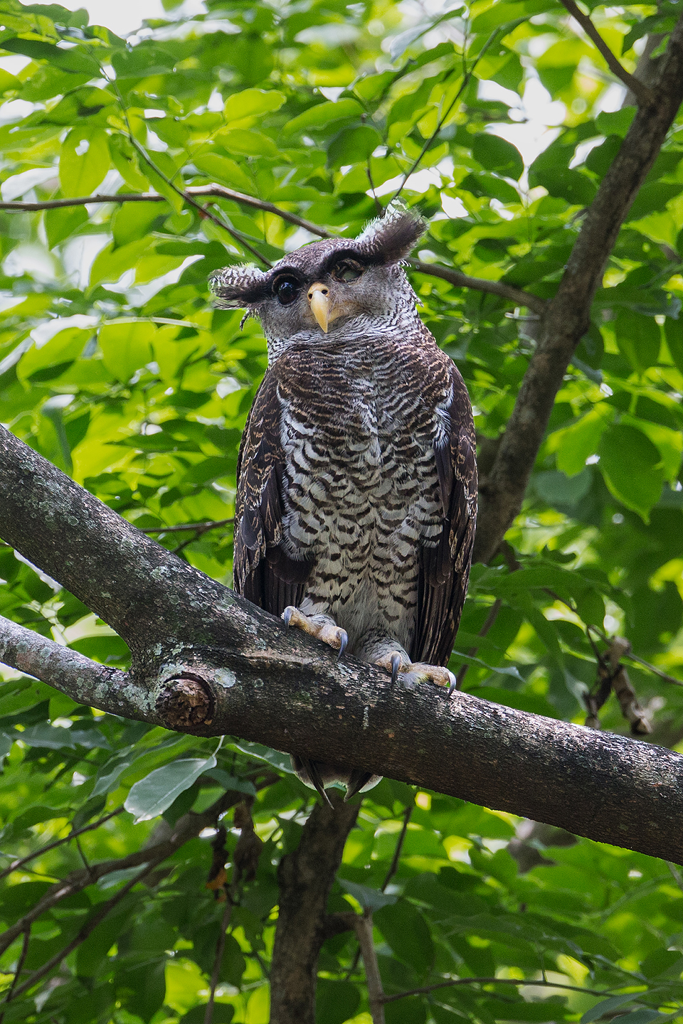 Barred Eagle-Owl 马来雕鸮