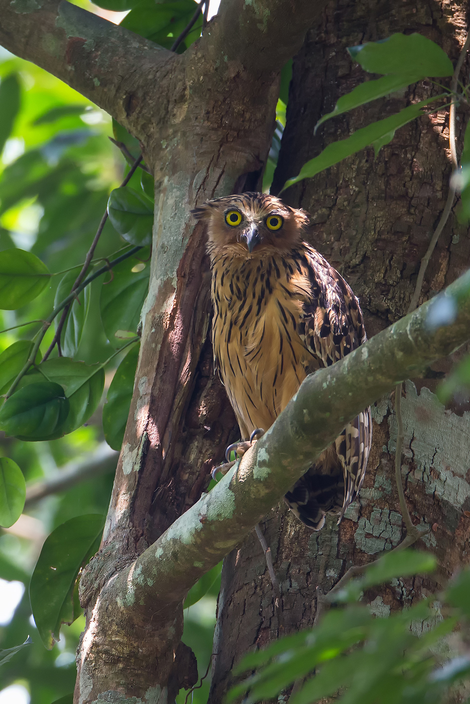 meet another Buffy Fish-Owl in the day time .. 光天化日马来渔鸮
