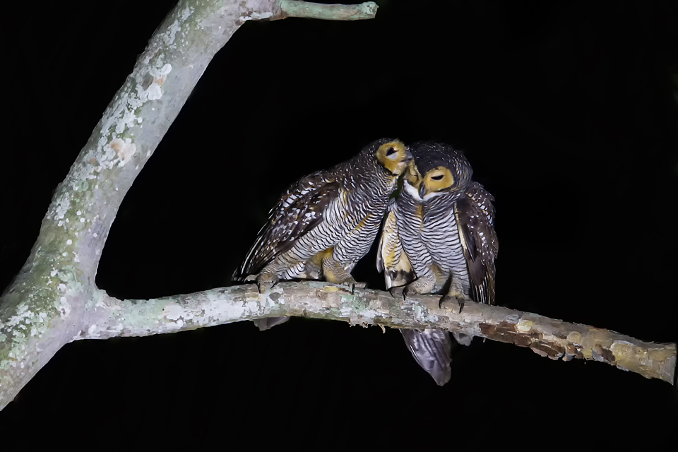 Spotted Wood-Owl 点斑林鸮