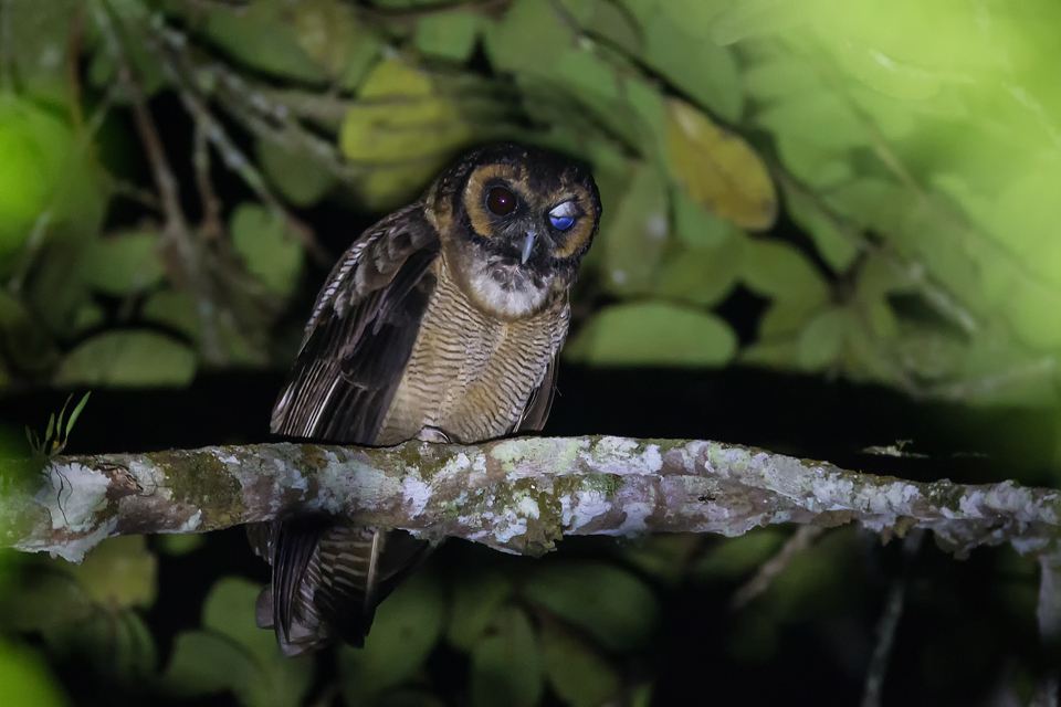 Brown Wood-Owl 褐林鸮