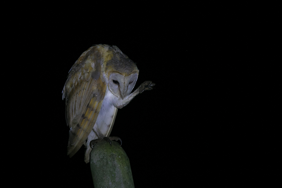Barn Owl 仓鸮