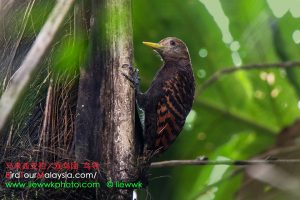 Bay Woodpecker female