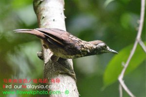 Black Throated Wrenbabbler 8 Bird Tour Malaysia Borneo