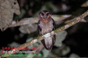 Brown-wood Owl