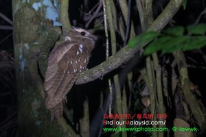 Large Frogmouth