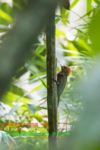 bamboo woodpecker